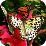 Cover Image of Herunterladen Butterfly And Flower Video LWP  APK