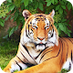 Royal Tiger Wallpaper Best HD Windows에서 다운로드