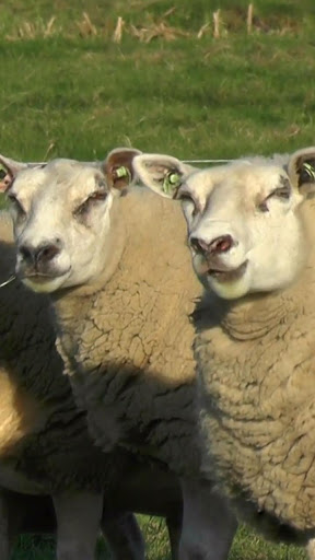 Android application cute sheep wallpaper screenshort
