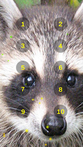 Raccoon Growl Raccoon Sounds Screen 3
