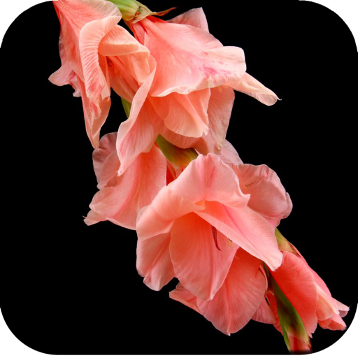 Gladiolus Flower Wallpaper 4K logo