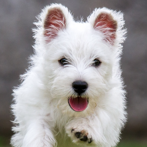 Wallpaper Anjing Lucu