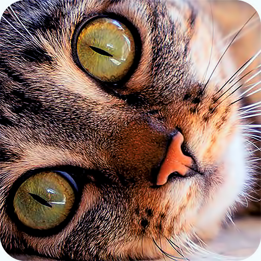 Cat purr therapy jigsaw puzzle  Icon
