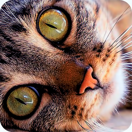 Cat purr therapy jigsaw puzzle logo