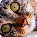 Cat purr therapy jigsaw puzzle icon