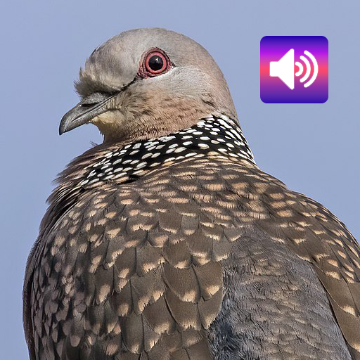 Spotted turtle dove bird calls logo