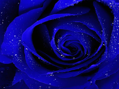 70以上 壁紙 薔薇 紫 112747-壁紙 薔薇 紫