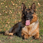 Cover Image of Baixar Papéis de parede de cão pastor alemão  APK