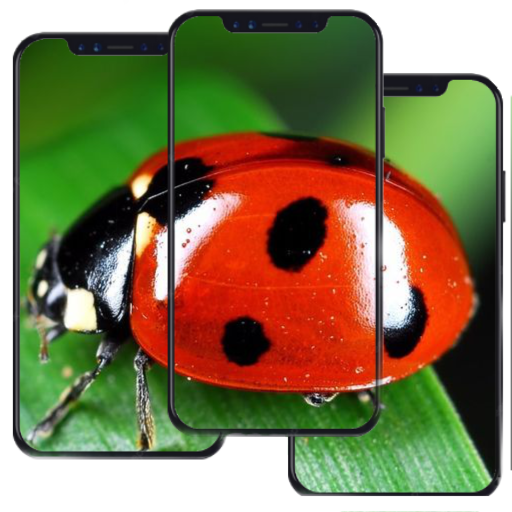 Lady Bug Wallpaper HD Download on Windows