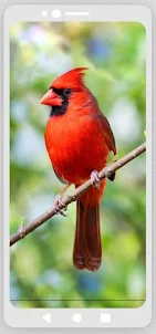 Cardinal Birds Ringtones