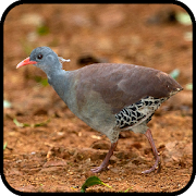 Canto de Inhambu Chintã Novo