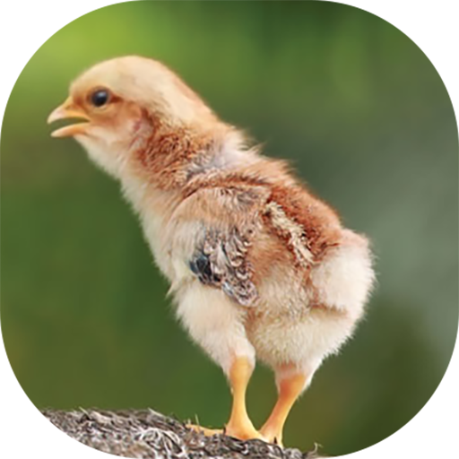 Baby Chicken Sounds 1.0.0 Icon