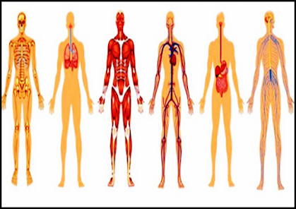 Captura de Pantalla 8 Anatomia Humana 3D android