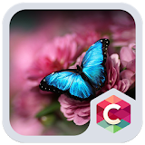 Blue Butterfly Theme icon