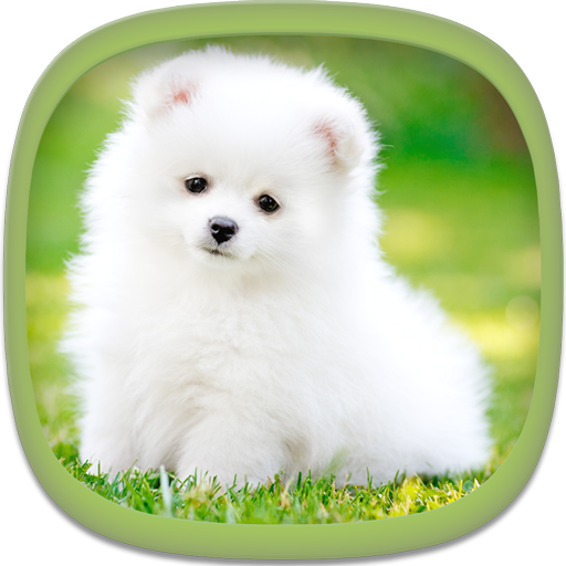 Cute Puppy Wallpapers 3.1 Icon