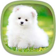 Top 30 Entertainment Apps Like Cute Puppy Wallpapers - Best Alternatives