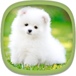 Cute Puppy Wallpapers Apk