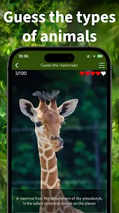 Wild Animals - Zoo Quiz Flash
