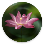 Cover Image of Télécharger Great Compassion Mantra  APK