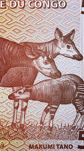 Okapi Wallpaper