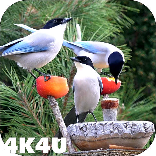 4K Garden Birds Video Live Wal - Apps on Google Play