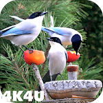 Cover Image of Télécharger Fond d'écran animé vidéo oiseaux de jardin 4K  APK