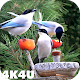 4K Garden Birds Video Live Wallpaper Download on Windows