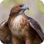 Cover Image of Download Hawk Sounds 1.6 APK
