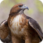 Cover Image of Télécharger Hawk Sounds 1.6 APK