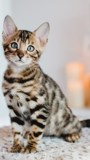 Bengal Cat Screen 2