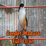 Cover Image of Download Cendet Madura Full Isian 1.5 APK