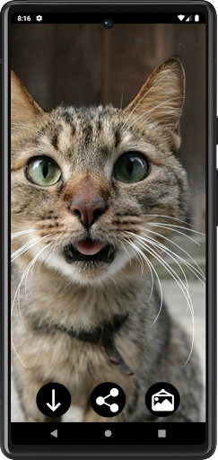 Android application Funny Сats Wallpapers screenshort