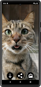 Captura 3 Fondos de Gatos Graciosos android