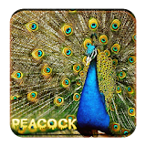 Peacock Beautiful Live wallpaper icon