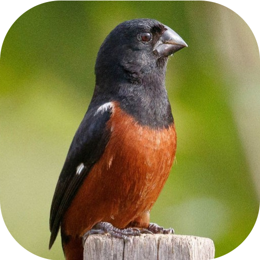 Bullfinch bird singing - AppWisp.com