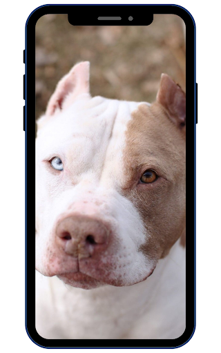 Android application American Pitbull screenshort