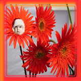 Daisy Flowers Photo Frame icon