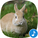 Appp.io - Rabbit and Bunny Sounds