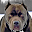 Pitbull Dog Wallpaper HD Download on Windows