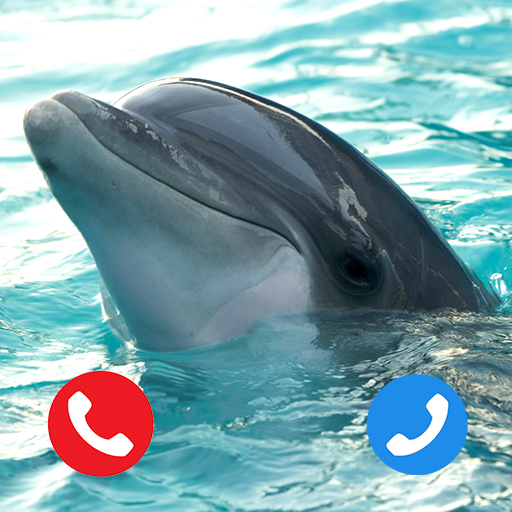 dolphin video call prank