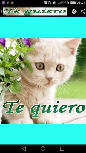 Gatitos con Frases de Amor