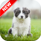 Border Collie Wallpapers icon