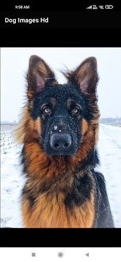 Dog Images Hd 2022 Screen 2