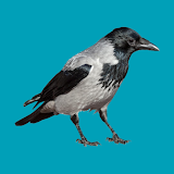 Progressive decoy of crows icon