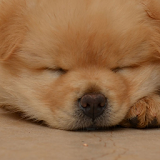 Puppy Wallpapers HD icon