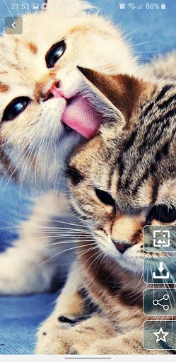 Android application Cute Kitten Wallpaper screenshort