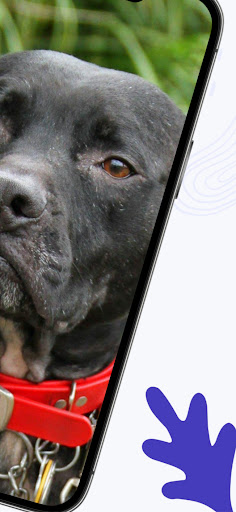 Pitbull Dog HD Wallpaper