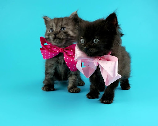 Cute Kitty theme Pink Bow Kitty Wallpaper