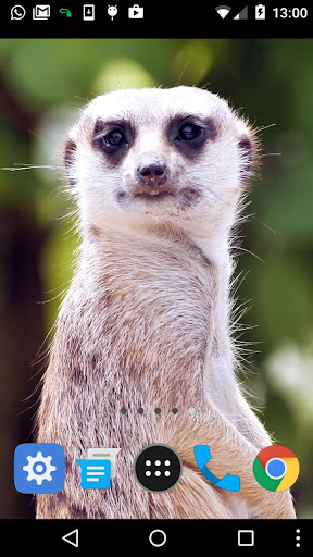 meerkat wallpaper Screen 2