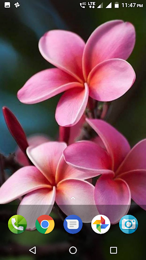 Plumeria Wallpaper